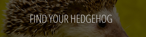 hedgehog